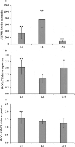 Figure 4. Relative expression of (A) ShF5H1, (B) ShCOMT, and (C) ShCcoAOMT in leaves from T1 transgenic lines (L4, L6, and L58) overexpressing ShF5H1 compared to the control plants (calibrator). The vertical bars indicate the standard error of the biological replicates means (n = 3). Each biological replicate was composed of three technical replicates. One and two asterisks on the top of the bars indicate significant differential expression, p≤.005 and p≤.001, respectively (REST © software).