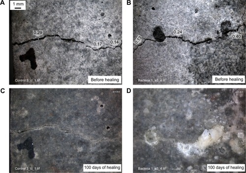 Figure 7 Images of the crack-healing process in control mortar specimens before (A and B) and after 100 days of healing (C and D).Note: Reprinted from Wiktor V, Jonkers HM. Quantification of crack-healing in novel bacteria-based self-healing concrete. Cem. Concr. Compos. 2011;33(7):763–770, with permission from Elsevier.Citation46