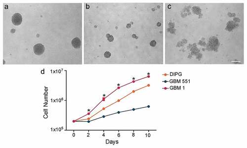 Figure 1. Different in vitro growth patterns and rates in DIPG, GBM1, and GBM551 cells. D 6 in vitro cell culture showed that DIPG (a) and GBM551 (b) exhibited dense spheres, while GBM1 (c) exhibited less compact structures. The scale bar is 200 μm. (d) Cells counting for DIPG, GBM551, and GBM1 at 0, 2, 4, 6, 8, and 10 d after cell seeding (n = 3 wells/condition), mean ± SD, *p < 0.05 compared with GBM551, Kruskal–Wallis test.