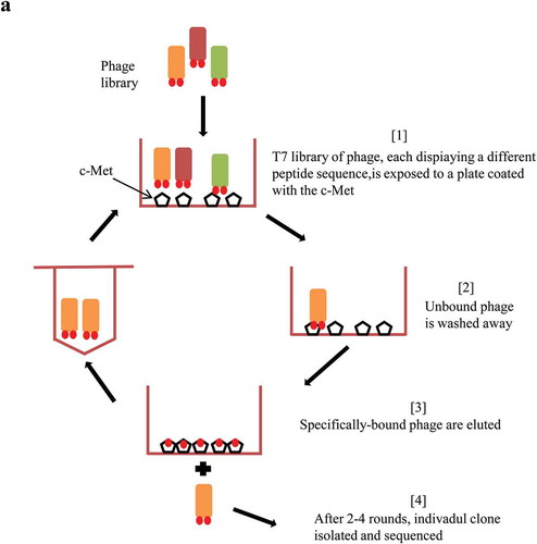 Figure 1. Schematic illustration of c-Met targeting peptide screening.