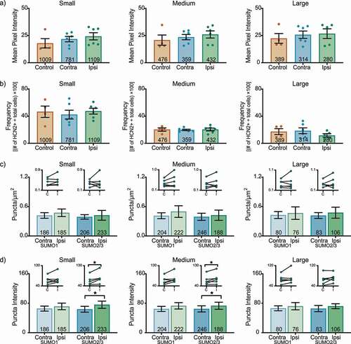 Figure 4. HCN2 SUMOylation but not protein expression is altered in the L6 DRG 3 days post-CFA. (a) HCN2 mean pixel intensities do not change 3 days post-CFA. Average mean pixel intensity ± SEM is shown for three size classes of DRG neurons (small: ≤ 30 µm; medium: 30–40 µm; large: > 40 µm). Each dot represents the mean for one animal. Note that data for left and right DRG from each control were combined, because paired t-tests indicated left and right DRG showed no significant differences. The total number of cells examined for all animals within the treatment group is indicated in the bar. Small cells: Kruskal-Wallis (2,13) = 2.842; p = 0.252; medium cells: Kruskal-Wallis (2,13) = 1.309; p = 0.543; large cells: Kruskal-Wallis (2,12) = 0.061; p = 0.977. (b) The percent of HCN2 expressing cells does not change 3 days post-CFA. Plot of percent HCN2 positive cells for each size class (frequency = # HCN2 positive cells for that size class ÷ total cells number for all classes). Bars indicate mean ± SEM. Small cells: one-way ANOVA F(2,13) = 0.206; p = 0.817; medium cells: one-way ANOVA (2,13) = 0.043; p = 0.958; large cells: one-way ANOVA F(2,12) = 0.932; p = 0.420. (c) The number of HCN2 SUMOylated channels is unaltered 3 days post-CFA. The number of puncta/µm2 for HCN2 SUMO1 (light bars) and SUMO2/3 (dark bars) conjugation is shown for three size classes of DRG neurons (small: ≤ 30 µm; medium: 30–40 µm; large: > 40 µm). SUMO1; small: 0.473 ± 0.077 vs 0.418 ± 0.057, p = 0.211, paired t-test; medium: 0.498 ± 0.118 vs 0.413 ± 0.06, p = 0.219, paired t-test; large: 0.466 ± 0.127 vs 0.427 ± 0.071, p = 0.593, paired t-test; SUMO2/3; small: 0.423 ± 0.099 vs 0.389 ± 0.046, p = 0.678, paired t-test; medium: 0.424 ± 0.104 vs 0.392 ± 0.073, p = 0.563, Wilcoxon matched-pairs, large: 0.475 ± 0.112 vs 0.417 ± 0.059, p = 0.563, Wilcoxon matched-pairs. Inset: compares the means for contralateral and ipsilateral DRG for each animal. (d) SUMOylated HCN2 Puncta Intensities are increased in small and medium cells. Plot of average puncta intensity ± SEM for each size class. SUMO1; small: 71.29 ± 8.984 vs 65.37 ± 6.805, p = 0.219, Wilcoxon matched-pairs; medium: 73.03 ± 8.633 vs 64.59 ± 6.927, p = 0.094, Wilcoxon matched-pairs; large: 72.02 ± 9.835 vs 66.21 ± 6.770, p = 0.313, Wilcoxon matched-pairs; SUMO2/3; small: 75.83 ± 9.743 vs 63.63 ± 7.899, p = 0.031, Wilcoxon matched-pairs; medium: 73.25 ± 9.620 vs 64.71 ± 8.353, p = 0.046, paired t-test; large cells: 71.93 ± 6.724 vs 65.46 ± 8.374, p = 0.148, paired t-test