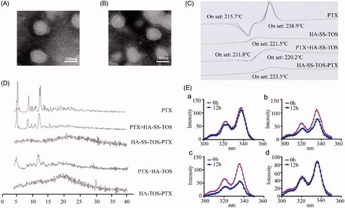 Figure 2. (A) TEM image of the HA-ss-TOS-PTX micelles. (B) TEM image of the HA-TOS-PTX micelles. (C) DSC curves of PTX, HA-ss-TOS, the physical mixture of PTX and HA-ss-TOS, and HA-ss-TOS-PTX. (D) WARD of PTX, the physical mixture of PTX and HA-ss-TOS, HA-ss-TOS-PTX, the physical mixture of PTX and HA -TOS, HA-TOS-PTX. (E) Fluorescence intensity of pyrene in the presence of different concentrations of GSH: (a) HA-ss-TOS without GSH; (b) HA-ss-TOS with 10 mM GSH; (c) HA-ss-TOS with 20 mM GSH; and (d) HA-TOS with 20 mM GSH.