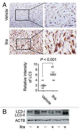 Figure 3. Itraconazole induces autophagy in vivo. (A) Nude mice with U87 subcutaneous tumor xenografts were treated with hydroxypropyl-cyclodextrin (vehicle, n = 9) or 75 mg/kg itraconazole (n = 9) twice daily by oral gavage for 3 wk. LC3 expression in tumor xenografts was examined by immunohistochemistry. Eight individual fields of each slide were randomly selected for evaluation of the intensity of LC3 staining. (B) Conversion of LC3-I to LC3-II in tumors from vehicle- or itraconazole-treated mice was examined by immunoblot. Representative image of LC3 immunoblots was shown. Itra, itraconazole.