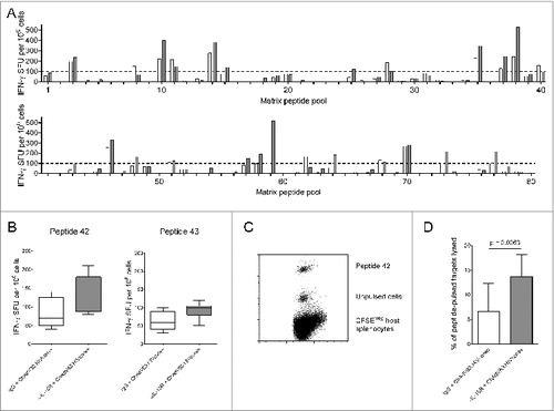Figure 2. IL-10R blockade enhanced lysis of targets pulsed with a subdominant CTL epitope. (A) IFN-γ ELISPOT responses 21 d post immunization to 80 pools containing peptides spanning the HIVconsv immunogen in mice immunized with ChAdV63.HIVconsv in combination with anti-IL-10R (gray bars; n = 2) or isotype control antibody (white bars; n = 2). (B) IFN-γ ELISPOT responses to peptide 42 (left panel) and peptide 43 (right panel) in mice immunized with ChAdV63.HIVconsv in combination with anti-IL-10R (gray bars; n = 5) or isotype control antibody (white bars; n = 5). (C) Representative plot showing peptide 42-pulsed and unpulsed target cells isolated 16 hours after injection into a mouse immunized 21 d previously with ChAdV63.HIVconsv. (D) Proportion of peptide 42-pulsed targets killed in vivo in mice immunized 21 d previously with ChAdV63.HIVconsv in combination with anti-IL-10R (gray bar; n = 10) or isotype control antibody (white bar; n = 10). Statistical significance calculated using an unpaired t test.