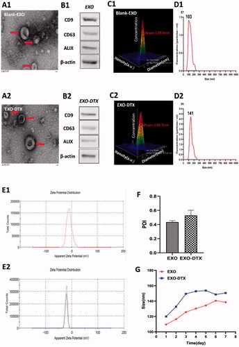 Figure 2. Characterization of the EXO and EXO-DTX. (A1, A2) Scale bar represented 100 nm. Morphology of EXO and EXO-DTX under transmission electron microscopy. (B1, B2) Western blot (WB) analysis of EXO and EXO-DTX. (C1, C2) The average size of the EXO and EXO-DTX group. (D2, D2) The micelle size distribution in the EXO and EXO-DTX group. (E1, E2) The zeta potential of EXO and EXO-DTX at 4 °C. (F) The PDI of EXO and EXO-DTX at the 4 °C. (G) The size variation of EXO and EXO-DTX at the 4 °C over time.