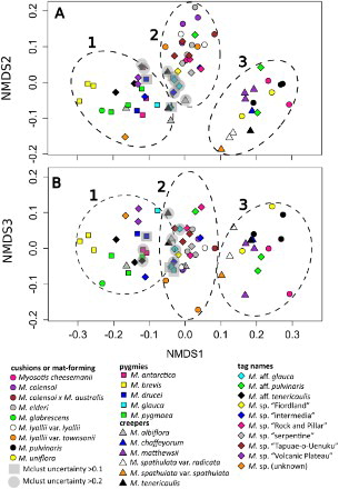 Figure 5. Non-metric multidimensional scaling (nMDS) analysis of a Gower’s distance matrix of nine pollen morphological characters for 69 individuals representing 30 taxonomic entities of Southern Hemisphere bracteate-prostrate Myosotis. Shapes refer to major habitat groups (circles, cushions or mat-forming plants with compact rosettes and branches; squares, pygmy plants belonging to the M. pygmaea complex; triangles, creeping or trailing rosette plants with long branches; diamonds, tag-named entities). Colours indicate different species within each habit group. The three significant clusters found in Bayesian clustering analyses using Mclust are shown as dashed lines (left to right, Clusters 1 to 3); individuals with uncertainty > 0.1 or > 0.2 are enclosed with shaded squares or circles, respectively. A, nMDS 1 vs. nMDS 2; B, nMDS 1 vs. nMDS 3.