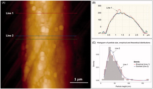 Figure 1. AFM particle characterization of silver garment: (A) AFM height image of a silver coated fiber (vertical scale of 600 nm); (B) height profile along indicated lines. Arrow indicates particle height analysis taking into account the fiber curvature. (C) Histogram of particle height distribution (117 particles were analyzed). Red curve (Line 1) represents empirical distribution and the blue curve (Line 2) represents theoretical Gumbel distribution with parameters a = 36.2 and b = 15.9.