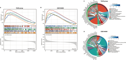 Figure 9 Exploration for related pathways influencing the effectiveness of TACE by functional enrichment analysis. Gene set enrichment analysis exhibited that five hallmark pathways were all enriched in the low effectiveness patients in the TACE group (A) and non-responders in GSE104580 (B). Kyoto Encyclopedia of Genes and Genomes enrichment analysis exhibited that differentially expressed genes between low and high effectiveness groups in TACE (C), non-responder, and responder groups in GSE104580 (D) were enriched in several same pathways.