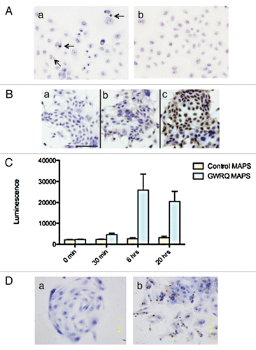 Figure 1 Trophinin-mediated apoptosis of human endometrial epithelial cells. (A) Either trophinin-positive human trophoblastic embryonic carcinoma HT-H cells (a) or control trophinin-negative A431 cells (b) were added to monolayers of human endometrial adenocarcinoma SNG-M cells. Thirty minutes later, cells were removed from the monolayer, and an apoptag TUNEL assay was performed after 24 hours. Arrows in (a) indicate apoptotic nuclei. (B) Human endometrial adenocarcinoma SNG-M cells were subjected to a TUNEL assay 24 hours after adding none (a), control-MAPS (b) or GWRQ-MAPS (c). In all parts, cells were counterstained by hematoxylin. (C) Caspase 3/7 activities were measured using the lysates of SNG-M cells treated with 10 µg/mL each control-MAPS or with GWRQ-MAPS for the indicated times. Each bar and error bar represents mean ± SEM of triplicate measurements. (D) Human endometrial epithelial primary cell cultures were treated with hCG and IL-1β for 6 hours (5) to induce trophinin expression. Cells were subjected to a TUNEL assay 24 hours after addition of control-MAPS (a) or GWRQ-MAPS (b). Scale bars indicate 100 µm.