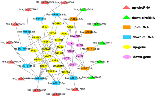 Figure 4 Construction of the dysregulated AISIRC network in AIS. Red and green triangles represent upregulated circRNAs and downregulated circRNAs, respectively. Orange and blue rectangles represent upregulated miRNAs and downregulated miRNAs, respectively. Yellow and purple ovals represent upregulated genes and downregulated genes, respectively. Gray lines represent the interactions between the parts of AISIRC network.