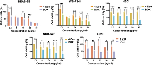 Figure 3 In vitro safety evaluation of 4-Deo. The cytotoxicity of DOX and 4-Deo on BEAS-2B, WB-F344, HSC, NRK-52E and L929 cells was determined by MTT assay. Data are presented as mean ± SD (n = 6). *p < 0.05, **p < 0.01, ***p < 0.001.