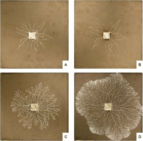 Figure 1. Digital images of Phallus impudicus growing from 2 × 2 × 1 cm wood blocks across 2D soil microcosms. Images show a poorly interconnected system after 1 (A) and 10 (B) days of collembola (Folsomia candida) grazing and a highly interconnected network after 1 (C) and 10 (D) days of grazing. Interconnected systems were less affected by grazing.