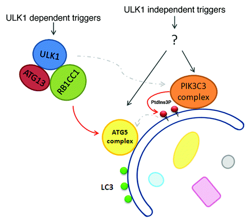 Figure 5. ULK1-dependent and -independent autophagy . The role of the ULK1 complex in amino acid starvation-induced autophagy is well established. There are, however, triggers for autophagy that can feed into the downstream machinery to trigger the autophagic cascade and LC3 conjugation in a ULK1 complex-independent manner. Because the ULK1 complex can directly communicate with the ATG5 complex and likely functions upstream of the PIK3C3 complex, triggers of ULK1-independent autophagy pathways might also signal through both the ATG5 and PIK3C3 complexes, as depicted in the figure.