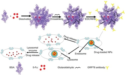 Figure 1 Graphical formation of 5-Fu-loaded mAb GRP78-NPs and the process of phagocytosis.Abbreviations: 5-Fu, 5-fluorouracil; EDC, 1-ethyl-3-(3-dimethylaminopropyl) carbodiimide; mAb GRP78-NPs, NPs conjugated with monoclonal antibody against GRP78; NHS, N-hydroxysuccinimide; NPs, nanoparticles.