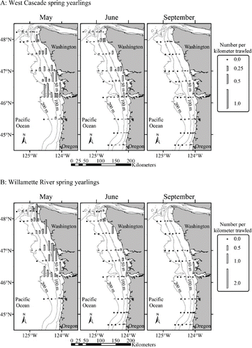 FIGURE 1. Maps showing the sampling transects and stock-specific CPUEs (fish/km trawled) for juvenile Chinook Salmon of each life history type sampled in May (2006–2012), June (1998–2012), and September (1998–2012): (A) West Cascade spring-run yearlings, (B) Willamette River spring-run yearlings, (C) mid-/upper Columbia River spring-run yearlings, (D) Snake River spring-run yearlings, (E) upper Columbia River summer–fall-run yearlings, (F) Snake River fall-run yearlings, (G) Washington coast subyearlings, (H) West Cascade fall-run subyearlings, (I) Spring Creek group fall-run subyearlings, (J) upper Columbia River summer–fall-run subyearlings, (K) Snake River fall-run subyearlings, and (L) Oregon coast subyearlings.