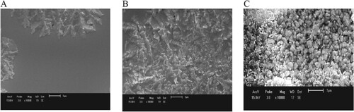 Figure 3. SEM micrographs of the as-deposited (A), annealed at 348 K (B) and annealed at 363 K (C) thin Se films.