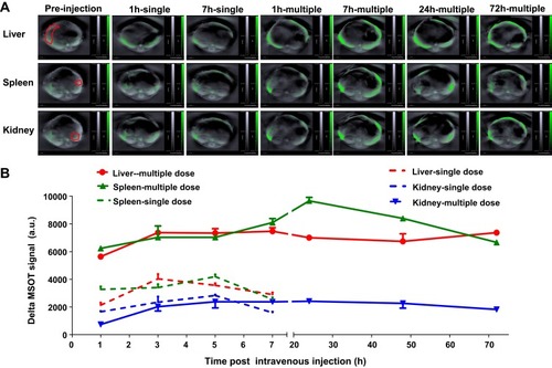 Figure 7 Signal of SWCNHox in kidney, liver and spleen following intravenous administration. (A) Optoacoustic images of the kidney, spleen and liver after single-dose administration of 20 µg SWCNHox and multi-dose intravenous administration of 80 µg SWCNHox in total (20 µg SWCNHox per dose and totally four doses). (B), Graph of the photoacoustic signal changes in region of interest of spleen, kidney and liver during imaging of mice drawn using MSOT signal of the corresponding time points subtracted the background signal (Pre-injection).