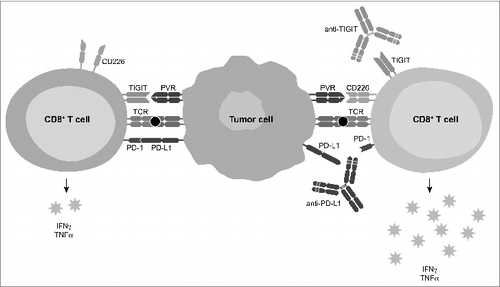 Figure 1. TIGIT as a co-inhibitory receptor that critically limits anti-tumor and other CD8+ T cell-dependent chronic immune responses. TIGIT competes with CD226 for binding the receptor PVR, and disrupts CD226 dimerization in cis at the cell surface. TIGIT collaborates with PD1 to limit chronic CD8+ T cell responses, and anti-antibody co-blockade of TIGIT and PD-L1 enhance CD8+ T cell effector function, resulting in enhanced tumor and chronic viral clearance.