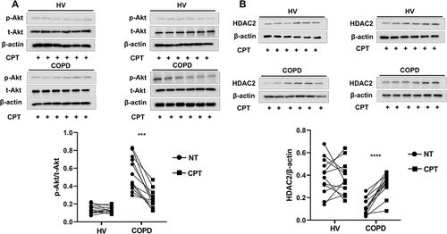 Figure 7 Effects of cryptotanshinone on PI3K/Akt pathway activity and HDAC2 protein levels in PBMCs from healthy volunteers and patients with COPD.