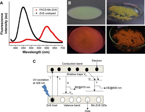 Figure 6 (A) Fluorescence emission spectra of undoped ZnS QDs and Mn2+-doped ZnS QDs. (B) Various color changes generated by the FACS-Mn:ZnS QDs, top two images (solution and pellet) under day light and bottom two images (solution and pellet) under handheld UV lamp. (C) Fluorescence mechanism of FACS-Mn:ZnS QDs, (i) photon absorption and excitation, (ii) interstitial energy levels involving sulfur and zinc emissions, (iii) BE from Zn and S relaxation energy state, (iv) interstitial energy trapped by Mn ions in d state, and (v) OE due to Mn2+ luminescence center.Abbreviations: BE, blue emission; FACS-Mn:ZnS, folic acid–chitosan stabilized Mn2+-doped ZnS; QDs, quantum dots; UV, ultraviolet; OE, orange emission.