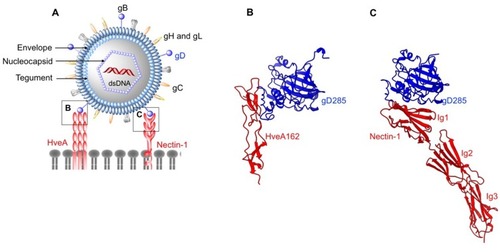 Figure 1 Structures of enveloped, DNA oncolytic viruses in complex with their cellular receptors. (A) Schematic diagram of herpes simplex virus-1 (HSV-1). (B) HSV-1 utilizes its surface exposed glycoprotein D ectodomain to bind host cellular receptor herpes virus entry mediator A (HveA) ectodomain (PDB: 1JMA). (C) Glycoprotein D of HSV also interacts with the first Ig domain of nectin 1 at 1:1 stoichiometry. Nectin-1 binding site on gD differs from HveA binding site, as evident from the crystal structures arranged in the same orientations (PDB: 3SKU).