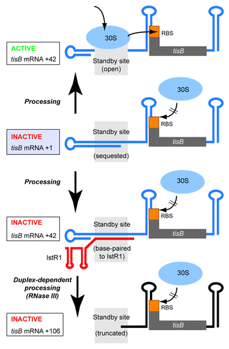 Figure 2. Standby requirement for tisB translation and inhibition by IstR1. Inactive +1 tisB mRNA (light blue box) is processed into +42 (up and down arrow). Arrow up: An open standby region (gray field) permits binding of standby 30S subunits, relocation and translation initation at the tisB RBS. Arrows down: Binding of IstR1 blocks the standby site, subsequent RNase III cleavage removes part of it. See text for details.