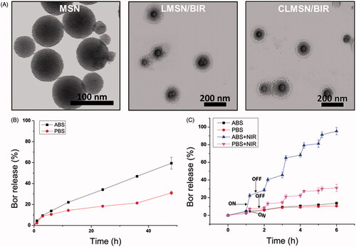 Figure 3. (A) TEM images of MSN, LMSN/BIR, and CLMSN/BIR. In vitro drug release profiles of Bor from CLMSN/BIR in (B) PBS and ABS and (C) with or without NIR irradiation (808 nm, 3.0 W/cm2). NIR irradiation was performed for 5 min with on/off cycles on alternating hours.