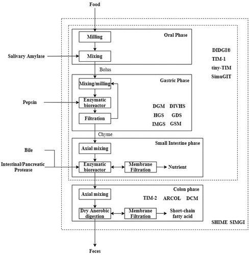 Figure 2. Block flow diagram of the human gastrointestinal digestion process modeled as various unit operations adapted from Bornhorst et al. [Citation50], with the simulation scope of several current developed dynamic in-vitro gastrointestinal models