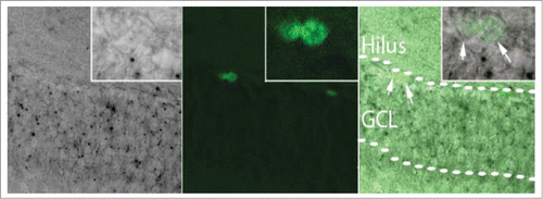 Figure 1. Proliferating neural stem cells do not express MBD5. 2 month old Mbd5+/GT mice were treated with BrdU 24 h before brain collection and processed for X-gal (left panel) and BrdU immunolabeling (center panel). BrdU positive cells (arrows, merged right panel and magnified inset) in the subgranular zone do not show X gal staining, suggesting that newly generated cells in the brain do not express MBD5. GCL: granule cell layer.