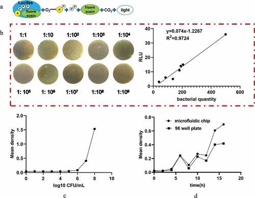 Figure 2. (a) Schematic diagram of the principle of the ATP detection method. (b) Relationship between the RLU and bacterial quantity. (c) Standard curve of bacterial growth of bacterial quantity. (d) Comparative observation of the growth curve of bacteria cultured by the microfluidic chip method and traditional 96-well plate method for 0, 2, 4, 6, 8, 10, 12, 14, and 16 h