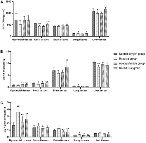 Figure 2 Effects of roxadustat on SOD activity (A), GSH (B) and MDA (C) content in myocardial, renal, brain, lung and liver of hypoxic rats. Error bars indicate SD (n=6/per group).