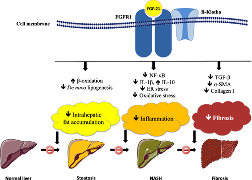 Figure 1 Potential mechanisms of action of FGF-21 in the liver. FGF-21 acts through a transmembrane tyrosine kinase receptor, FGFR1, which requires a co-receptor (β-Klotho) for its activation. FGF-21 may be beneficial for hepatic steatosis and inflammation, and possibly fibrosis. Regarding steatosis, FGF-21 decreases hepatic de novo lipogenesis and increases the mitochondrial β-oxidation of fatty acids, thus decreasing intrahepatic lipid accumulation. FGF-21 also decreases hepatic inflammation, by inhibiting NF-κB pathway, decreasing pro-inflammatory cytokines (eg, IL-1β) and increasing anti-inflammatory cytokines (eg, IL-10), as well as decreasing intrahepatic oxidative stress and ER stress. Limited data support that FGF-21 may possibly decrease hepatic fibrosis, via decreasing the hepatic expression of TGF-β, α-SMA and collagen I.