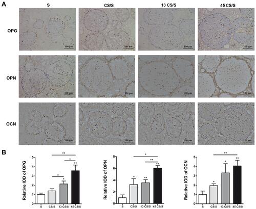 Figure 6 IHC staining of OPG, OPN, and OCN (A) and quantification (B) at 8 weeks. *p<0.05, **p<0.01.