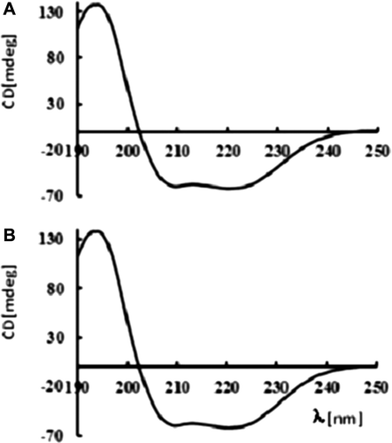 Figure 2. Circular dichroism before and after lyophilization (n = 5). A: Circular dichroism before lyophilization; B: Circular dichroism after lyophilization.