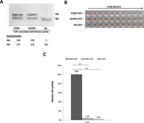 Figure 4. HA and NA functions of HANA-VLPs with deficient RBS mutation in HA. H1N1-VLPs expressing NA with either wildtype HA or ΔHA mutant (L194AY195F) from H1N1pdm were constructed and normalized with the activities in NA-Star assay. (A) HA and NA protein levels of the normalized samples were checked by western blot. (B) HA-receptor bindings were tested by haemagglutination of Turkey red blood cells in 2-fold dilutions. (C) NA activities of the VLPs against fetuin were determined in ELLA. Data obtained from N1-VLPs without HA co-expression was included for comparison. Relative NA activities were calculated using the serial dilution curves. Mean values of 3 independent experiments were showed. *p < .05; **p < .01.