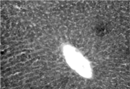 Figure 3 Liver section of normal rat showing normal parenchymal architecture (H&E, × 10).