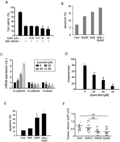 Figure 5. Effects of a dietary compound on PDAC: Quercetin. A. Cell viability of MiaPaCa-2 cells following treatment with increasing concentrations of quercetin (QUER) and gemcitabine (GEM). Cells were pretreated with quercetin at various concentrations for 24 h, and then treated with a fixed concentration of gemcitabine for 72 h. The effects of the combinations with 25 and 50 µM QUER were inferred to be significantly greater than GEM alone (P < 0.05). From Lan et al. (Citation62). B. PANC-1 cell apoptosis. Effects of QUER and GEM, and their combination, on compared with control (Cont). Apoptosis was defined as the number of apoptotic cells expressed as a percentage of control. Modified from Lee et al. (Citation63). C. Effects of treatment with increasing QUER concentrations on mRNA expression of EMT markers (E-cadherin, N-cadherin, and Vimentin) in PATU-8988 cells. Quercetin treatment resulted in dose-dependent reductions in expression of all three mRNAs. In all conditions and concentrations, treatment with quercetin was significant compared with the control (P < 0.05). From Yu et al. (Citation64). D. Invasiveness (quantified arbitrarily as the number of invaded cells per field of view) in PATU-8988 cells treated with increasing concentrations of QUER. For all concentrations, treatment with quercetin produced a significantly greater reduction in invasiveness compared with the control (P < 0.05). From Yu et al. (Citation64). E. Apoptosis (measured by annexin-V FITC) in gemcitabine-resistant MiaPaCa-2 cells. Cells were treated with QUER, GEM or their combination, compared with untreated Cont. The effect of the combination was markedly greater than gemcitabine alone (statistics not performed). From Lan et al. (Citation62). F. Tumor volume in a xenograft model of human primary PDAC cells. AsanPaCa cells were implanted into chick embryos and left untreated (Cont) or treated with QUER. In a parallel experiment, the cells were processed so as to silence miR-let-7c (miR2), or its negative control (miR1). MiR2 and QUER treatment decreased tumor volume significantly compared to the relative controls (P < 0.01). From Nwaeburu et al. (Citation65).