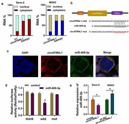 Figure 3. CircATRNL1 targeted miR-409-3p by miRNA sponge in osteosarcoma cells. (a) subcellular fractionation location analysis using RT-PCR revealed the circATRNL1 expression in the cytoplasm/nucleus portion of osteosarcoma cells (saos-2, MG63). (b) there were several complementary binding sites within miR-409-3p and circATRNL1. wild type and mutants were both constructed. (c) the co-location analysis by fluorescence in situ hybridization (FISH) illustrated the location of circATRNL1 and miR-409-3p in osteosarcoma cells (Saos-2). DAPI indicated the nucleus. (d) luciferase gene reporter assay indicated the activity in the co-transfection of miR-409-3p and circATRNL1 wild type/mutant. (e) RT-qPCR analysis detected the miR-409-3p expression level in circATRNL1 overexpression/silencing group. two-group comparison was calculated by student’s t-test. experiments were performed in triplicate. data are presented as mean ± SD. *p < 0.05, **p < 0.01