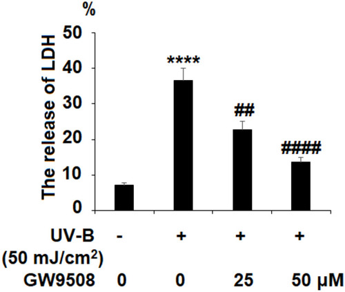 Figure 4 GW9508 reduced ultraviolet-B (UV-B)-induced release of lactate dehydrogenase (LDH) in epidermal stem cells (ESCs). Cells were exposed to UV-B (50 mJ/cm2) with or without GW9508 (25, 50 μM) for 24 h. The release of LDH was measured (****, P<0.0001 vs vehicle control; ##, ####, P<0.01, 0.0001 vs UV-B group, n=4).