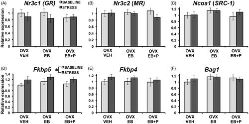 Figure 3. Relative mRNA expression (S.E.M.) in the hippocampus of selected stress-related genes at baseline (light-gray bars) and 90 min after 30 min of restraint stress (post-stress) with 1.0 set to OVX-VEH (ovariectomized + vehicle injections) at baseline. Analyses for each gene of interest involved a between-subjects (three treatment x two stress condition) ANOVA (for both baseline and post-stress conditions, OVX-VEH: n = 6; OVX-EB: ovariectomized + estradiol benzoate n = 7; and OVX-EB + P (progesterone): n = 8). OVX females received treatments as four daily injections. * indicates a significant effect of stress (p = .035) irrespective of treatment.