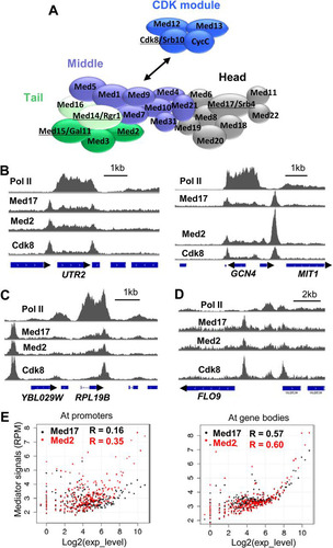 FIG 1 Gene-specific Mediator association. (A) Schematic diagram of Mediator subunit organization. Underlined subunits (with their original nomenclature [Citation43]) were used as ChIP targets in this study. The darker-green ovals represent the components of the tail module triad Med2-Med3-Med15. (B to D) Normalized occupancy profiles for Pol II and the indicated Mediator subunits in wild-type yeast. (E) Mediator signal, averaged over promoters (left) and ORFs (right) for Med17 from the head module and Med2 from the tail module, in reads per million (RPM), is plotted against log2(expression level) (Citation26). Genes were sorted first on the basis of expression level and second by Mediator signal and binned into 20-gene groups for clarity.