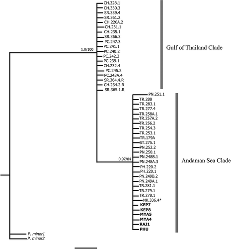 Fig. 6. Bayesian tree of Padina boryana: partial rbcL phylogeny (scale bar = 0.2 substitutions/site). Number above each node indicates Bayesian posterior probability followed by ML bootstrap percentages. GenBank sequences shown in bold text (Ni-Ni-Win et al., Citation2011; Silberfeld et al., Citation2013). The asterisk indicates the sample collected from the Gulf of Thailand grouped in the Andaman Sea clade. Padina minor was used as outgroup.