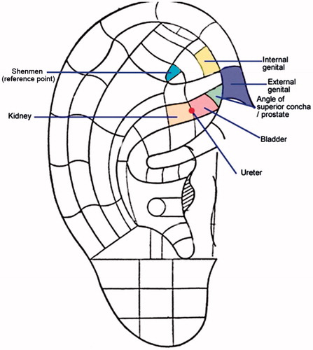 Figure 1. Selected auricular acupoints associated with lower urinary tract symptoms.