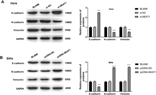 Figure 4 LncRNA-NEAT1 influenced EMT in HeLa and SiHa cells. (A) The expression of E-cadherin, N-cadherin and Vimentin in transfected HeLa cells was detected by Western blot. (B) The expression of E-cadherin, N-cadherin and Vimentin in transfected SiHa cells was detected by Western blot. Data were presented as mean ± standard deviation with three replicates. ***P < 0.001, vs. BLANK group.