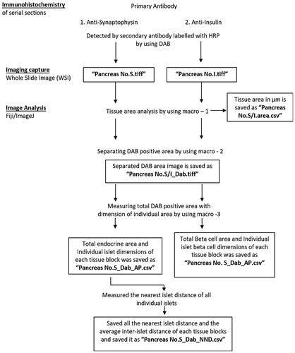 Figure 2. Flow chart of immunohistochemistry image capture, processing and analysis.