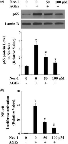 Figure 8. Nec-1 suppressed AGE-induced activation of NF-κB. Human chondrosarcoma cell line SW1353 cells were treated with 100 μg/mL AGEs in the presence or absence of Nec-1 (50 and 100 μM) for 24 h. (A) Nuclear level of p65. (B) Luciferase reporter assay demonstrated that Nec-1 treatment suppressed NF-κB activation in a dose-dependent manner (*, #, $, p < .01 vs. previous column group).