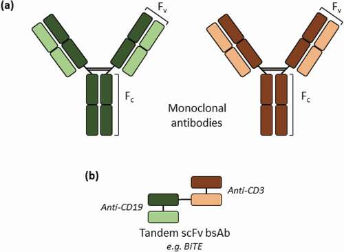 Figure 1. Schematic representation of the structures of monoclonal antibodies (a) and tandem scFv bsAbs (b). A specific example of a tandem scFv bsAb is blinatumomab, with two different scFv fragments that bind to the CD3 and B lymphocyte antigen CD19, respectively, and its biosimilar was used as a model tandem scFv bsAb molecule in this study