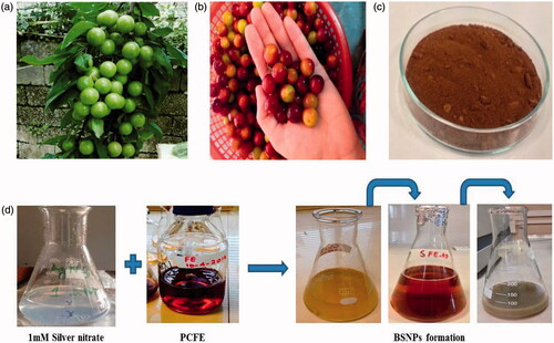Figure 1. Prunosynthesis route: (a, b) unripe and ripened fruit, (c) dried fruit powder, (d) general scheme for prunosynthesis of silver nanoparticles.