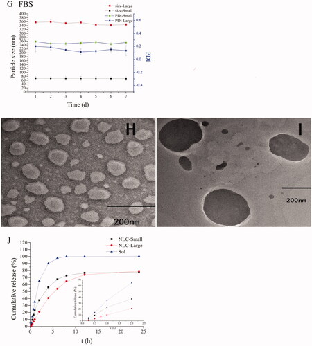 Figure 1. Characterization of NLCs. The particle sizes and PDI changes of REP-NLCs-Small and REP-NLCs-Large in pH 1.2 hydrochloric acid solution (A), pH 6.8 phosphate buffer (B), pH 7.4 phosphate buffer (C), SGF (D), SIF (E), FBS for 24 h (F), and at 4 °C for 7 days (G), respectively (mean ± SD, n = 3). The TEM images of REP-NLCs-Small (H) and REP-NLCs-Large (I), respectively. The in vitro release profiles of REP-NLC-Small, REP-NLC-Large and REP-Sol (J, mean ± SD, n = 3).