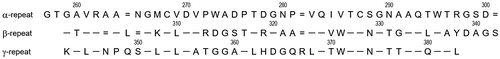 Fig. 1. The amino acid sequence of CBM-DK. The sequence alignments of α-, β-, and γ-repeats were carried out based on the 3D structure model of CBM-DK, reported previouslyCitation9). Single dashes denote identity to α-repeat, and double dashes indicate no amino acid residue at that position.